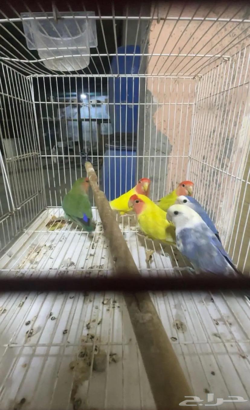 حبات روز مستوى طيب64408118683395113