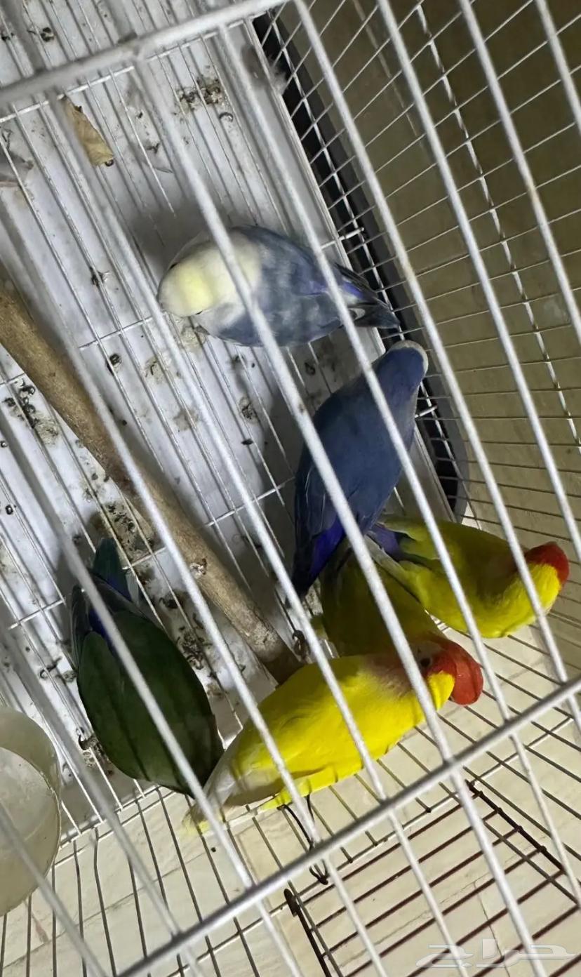 حبات روز مستوى طيب64408118683395112