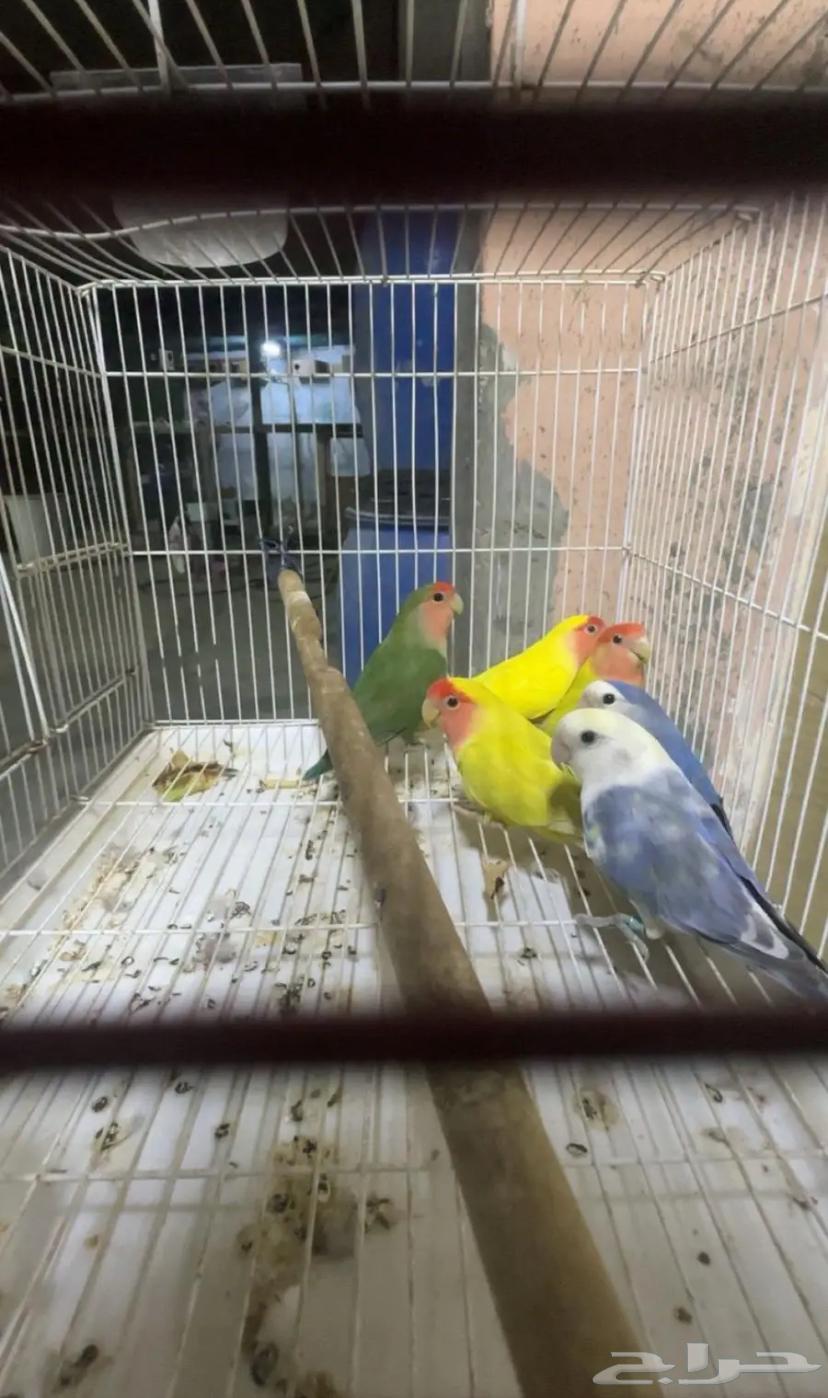 حبات روز مستوى طيب64408118683395111