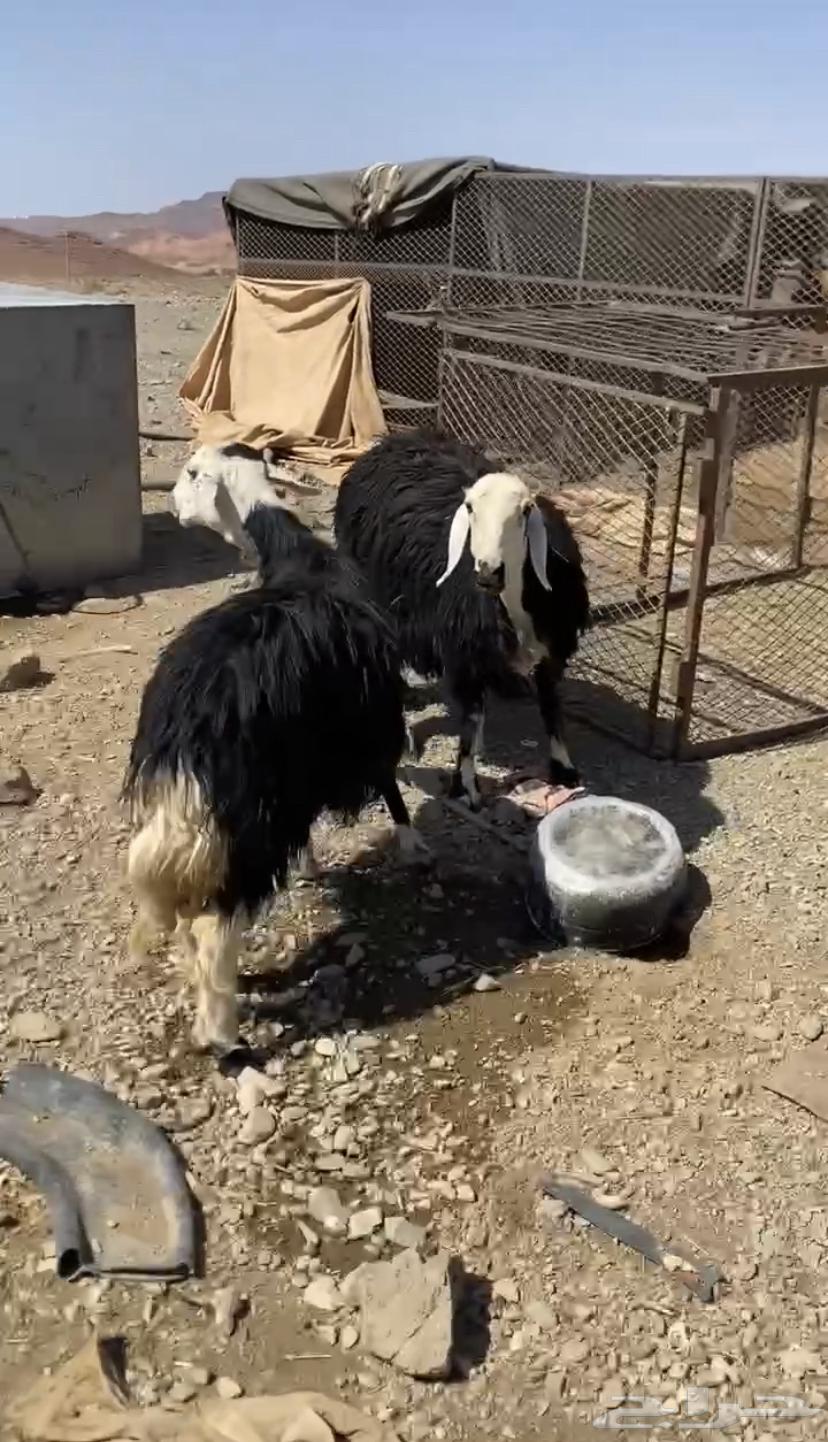 نعاج نجد للبيع64407894774659110