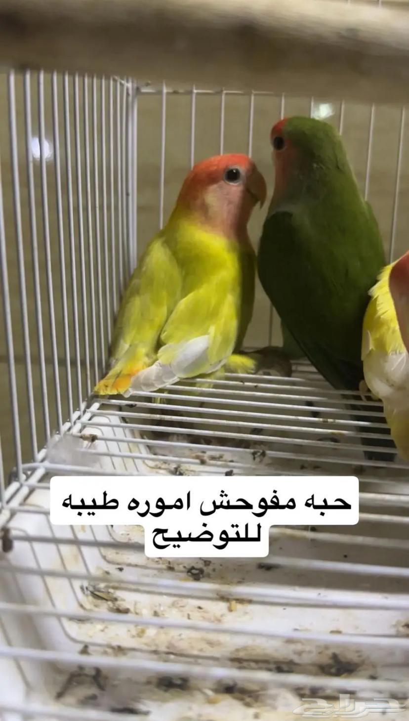 حبات روز مستوى طيب64408118683395110