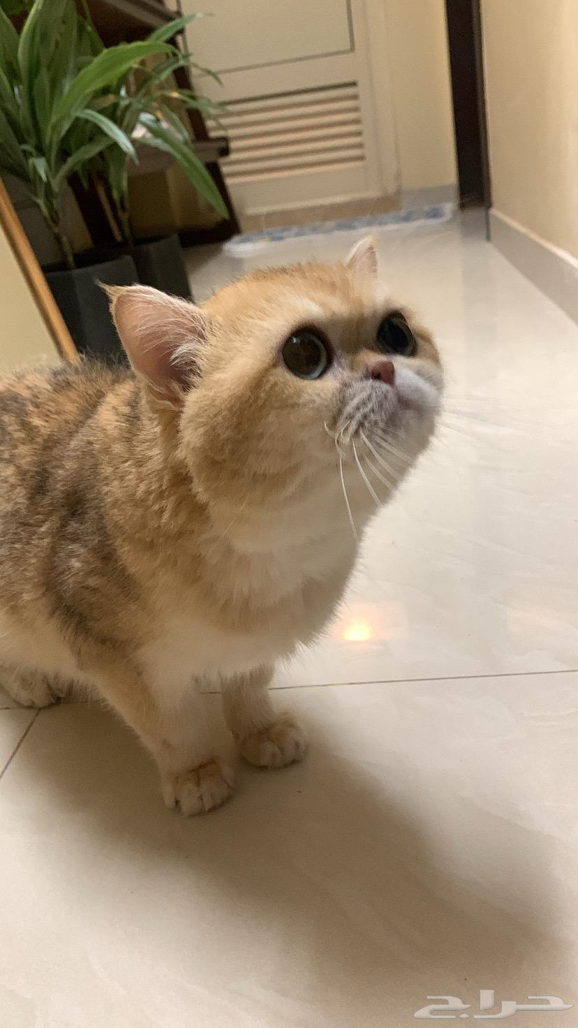 برتش للبيع مستوى عالي64405028438146110