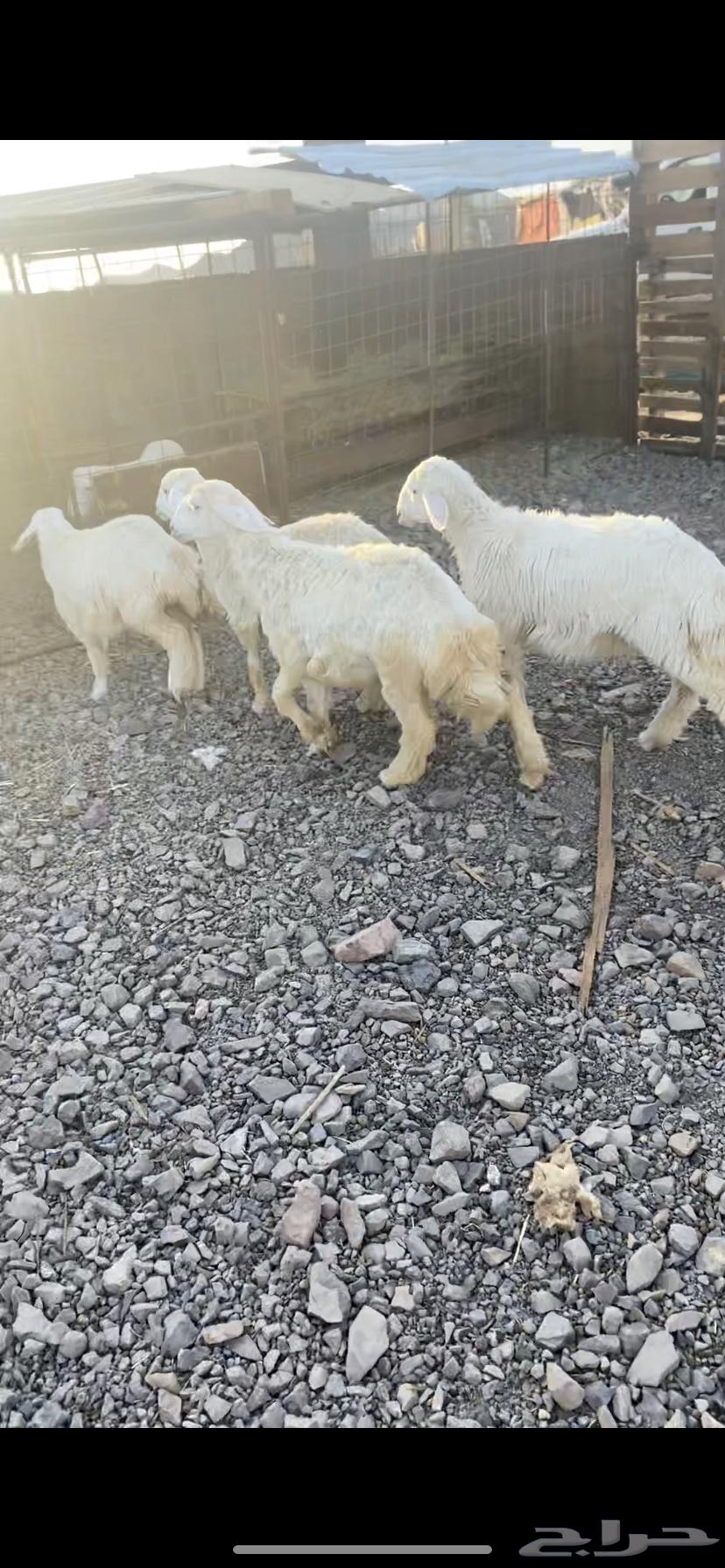 رخال ذبايح عمارها 2 ست شهور و2 خمس شهور مقفله شحم64408063422978110