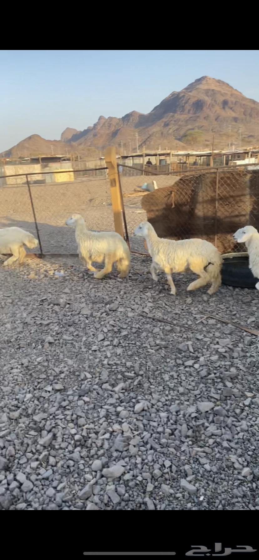 رخال ذبايح عمارها 2 ست شهور و2 خمس شهور مقفله شحم64408063422978111