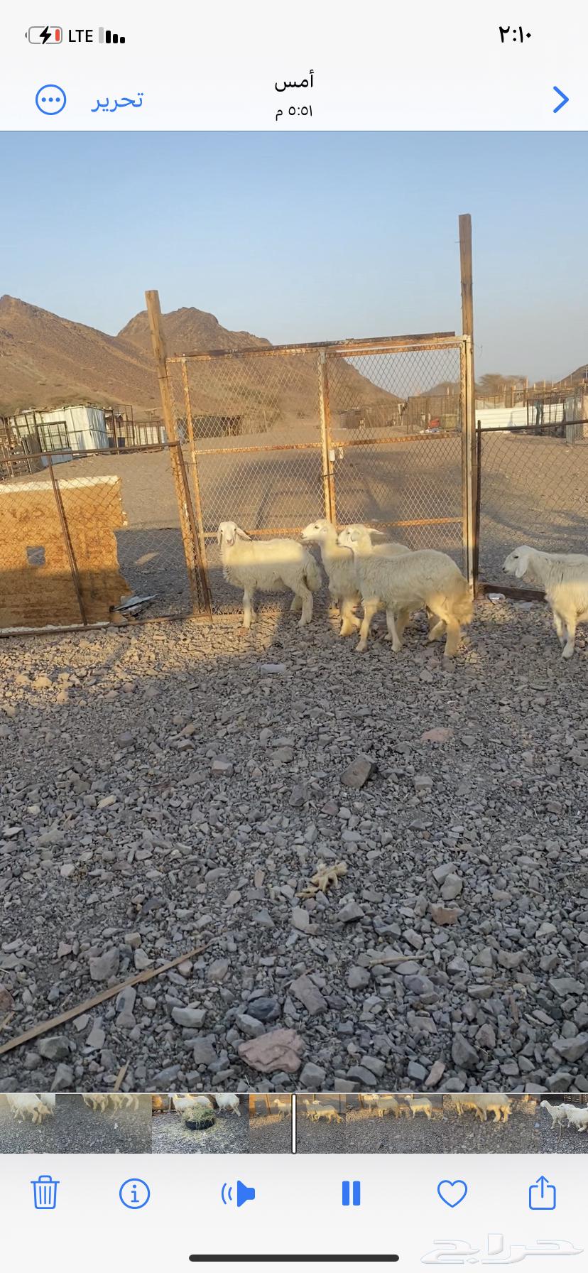 رخال ذبايح عمارها 2 ست شهور و2 خمس شهور مقفله شحم64408063422978112