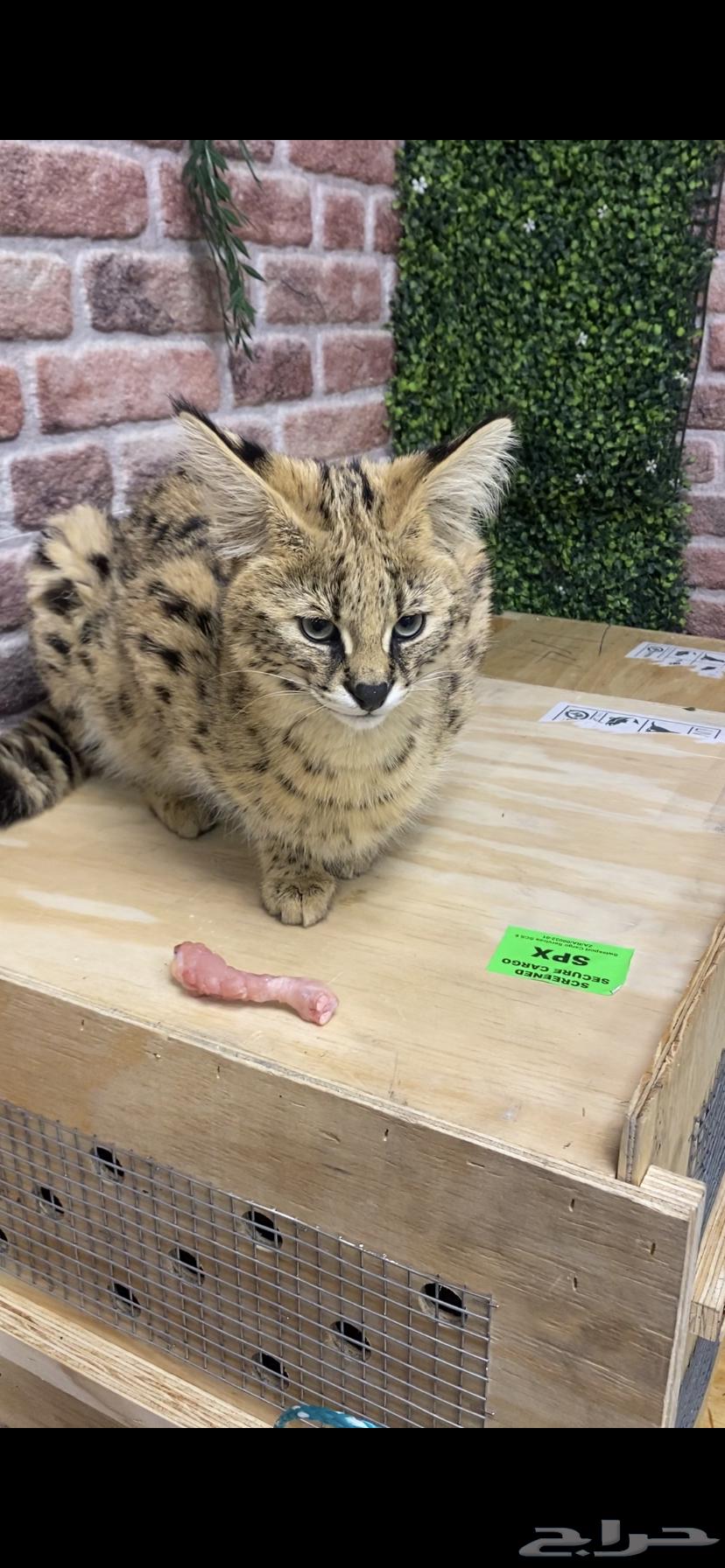 حيوانات قط السيرفال النادر64409324669571110