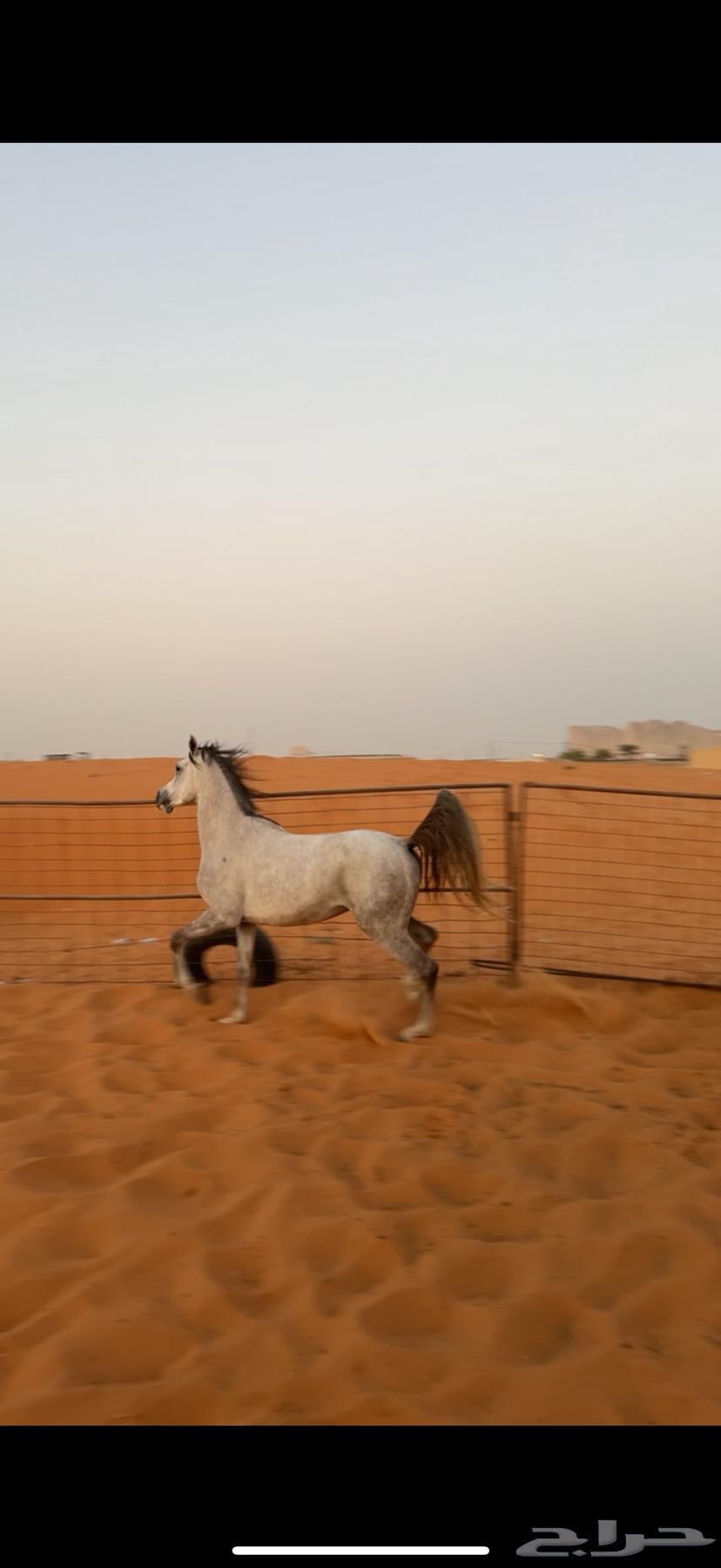 حصان64409934852867111