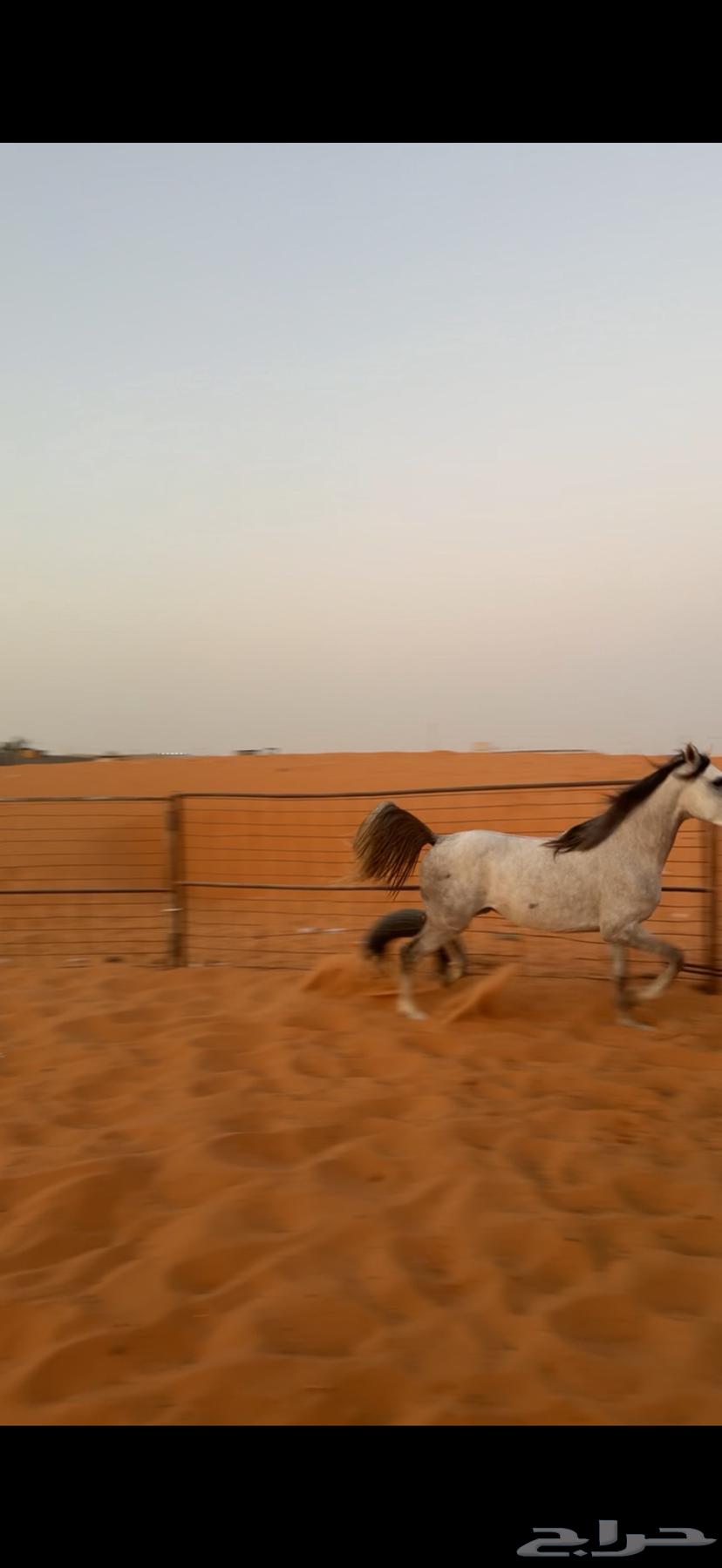 حصان64409934852867110