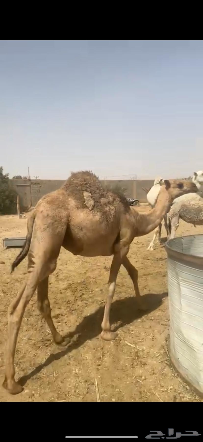 بكره حمراء سمين. شرط شرط64407057424643110