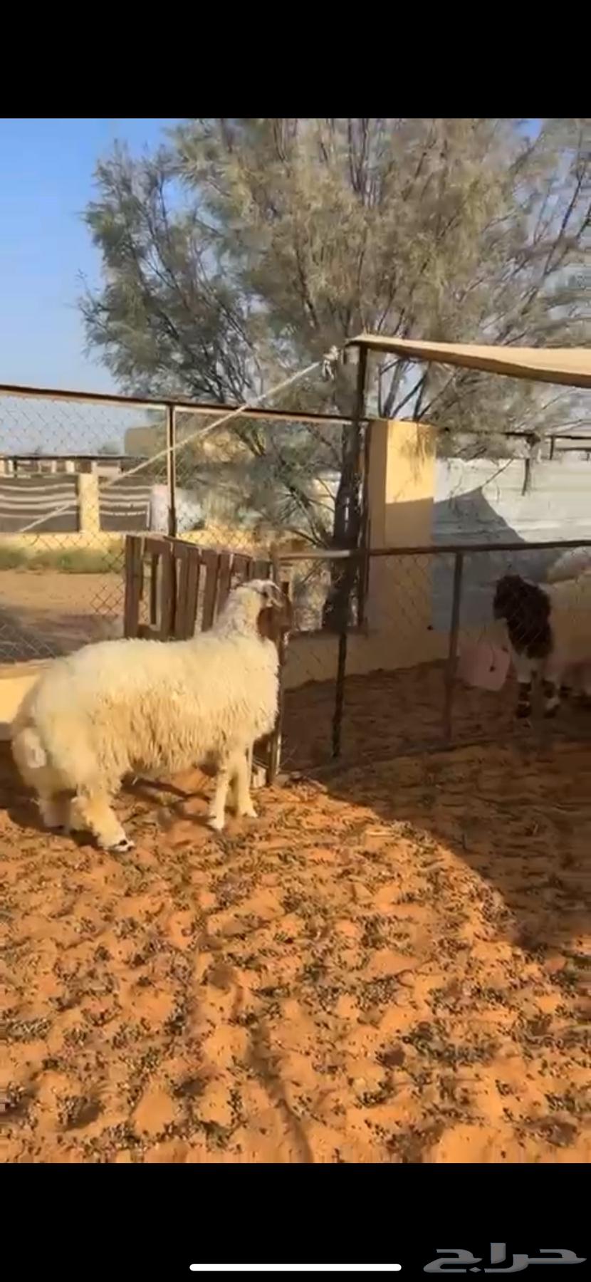 خروف طيب عمره 6 شهور ونص طيب ظهره فل64407196465409111