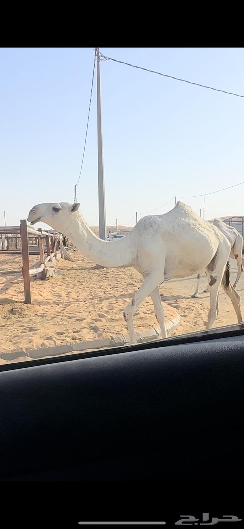 بكار ثنتين. تم البيع64411433273602110