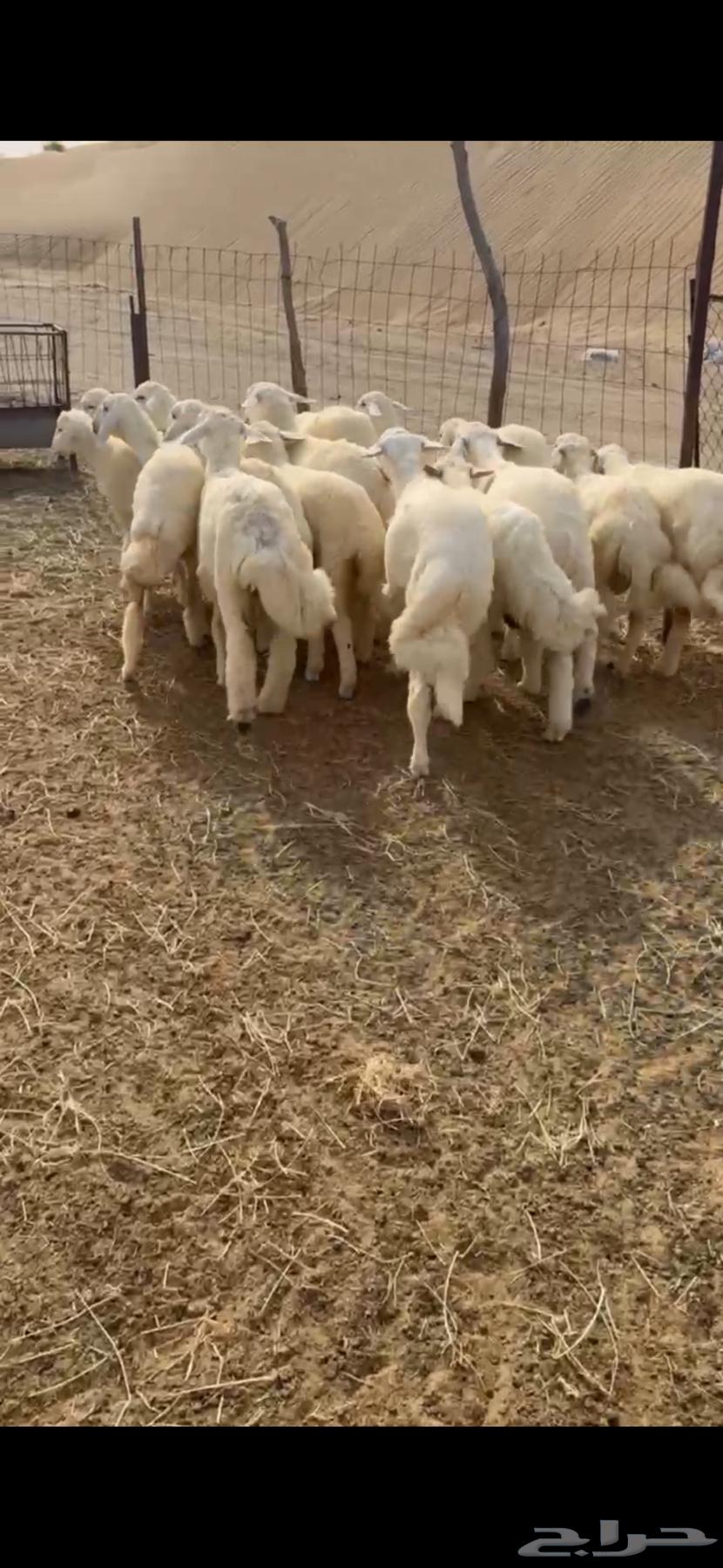 طليان حريه للبيع العدد16(تم البيع)64405638546562112