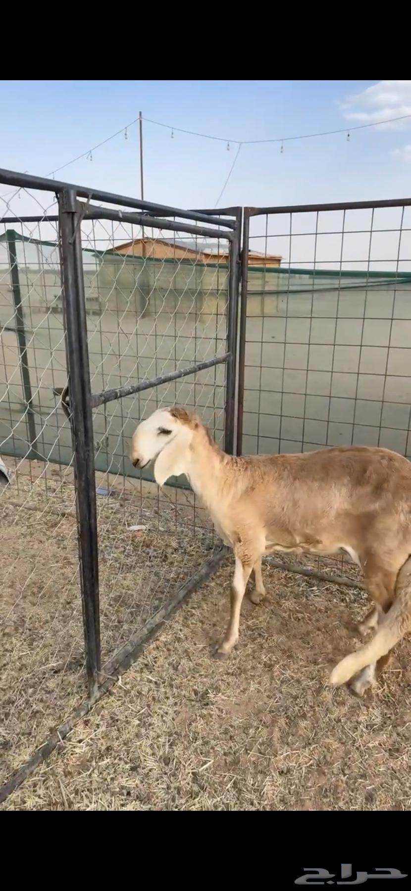 Local palm tree trunk variety64410867270530111