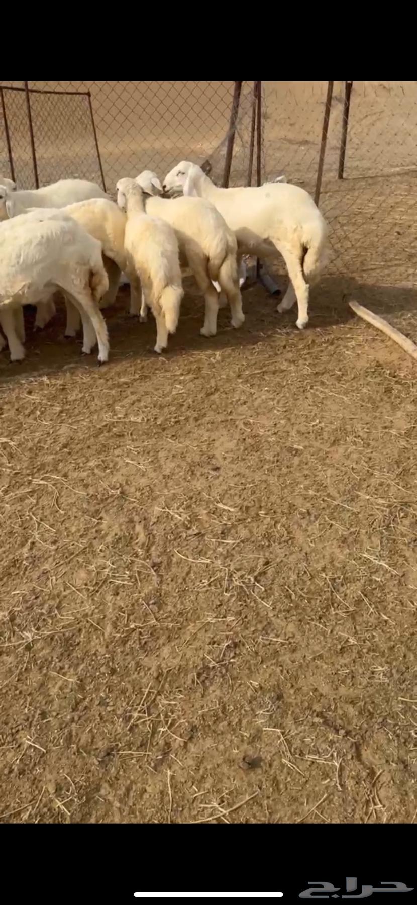 طليان حريه للبيع العدد16(تم البيع)64405638546562110