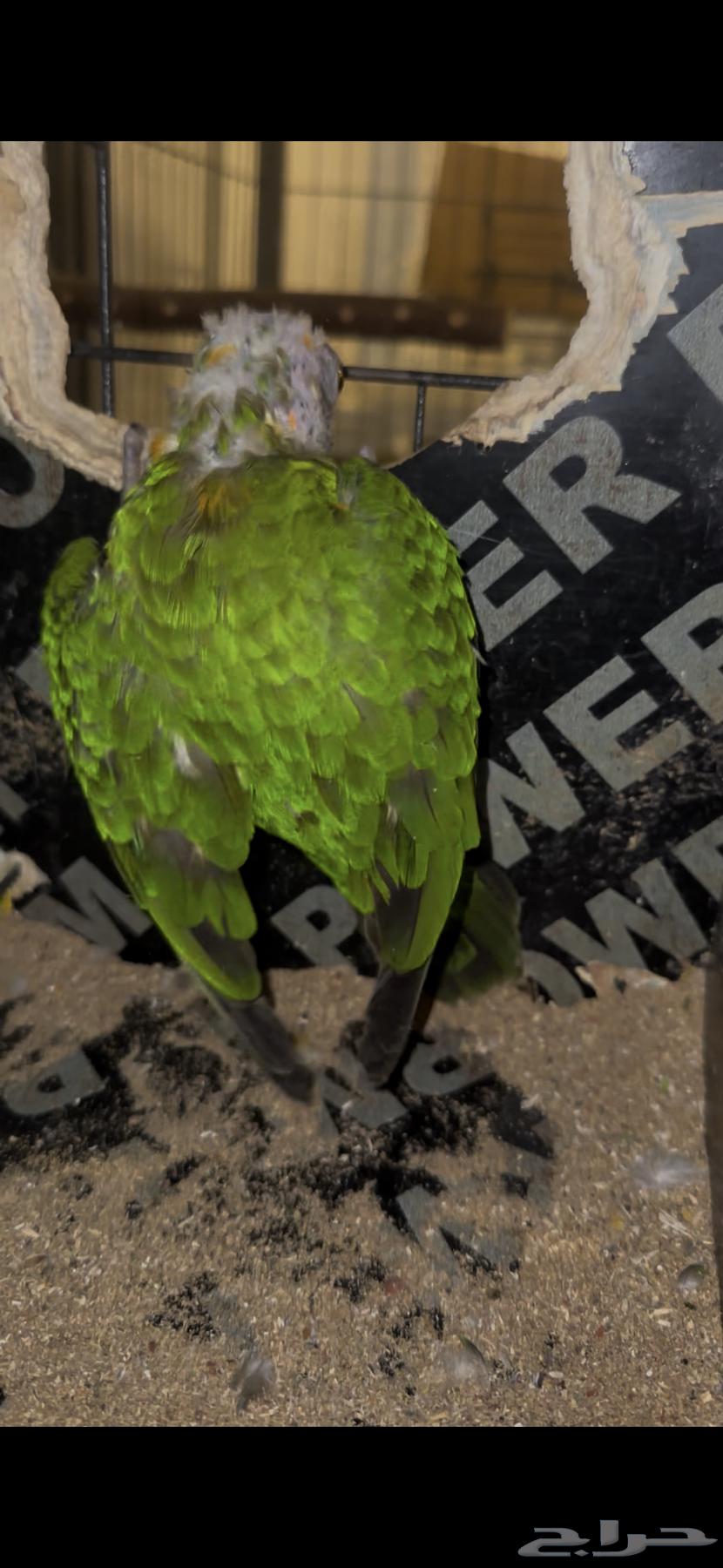 زوج ببغاء سنغالي منتج64410087822083111