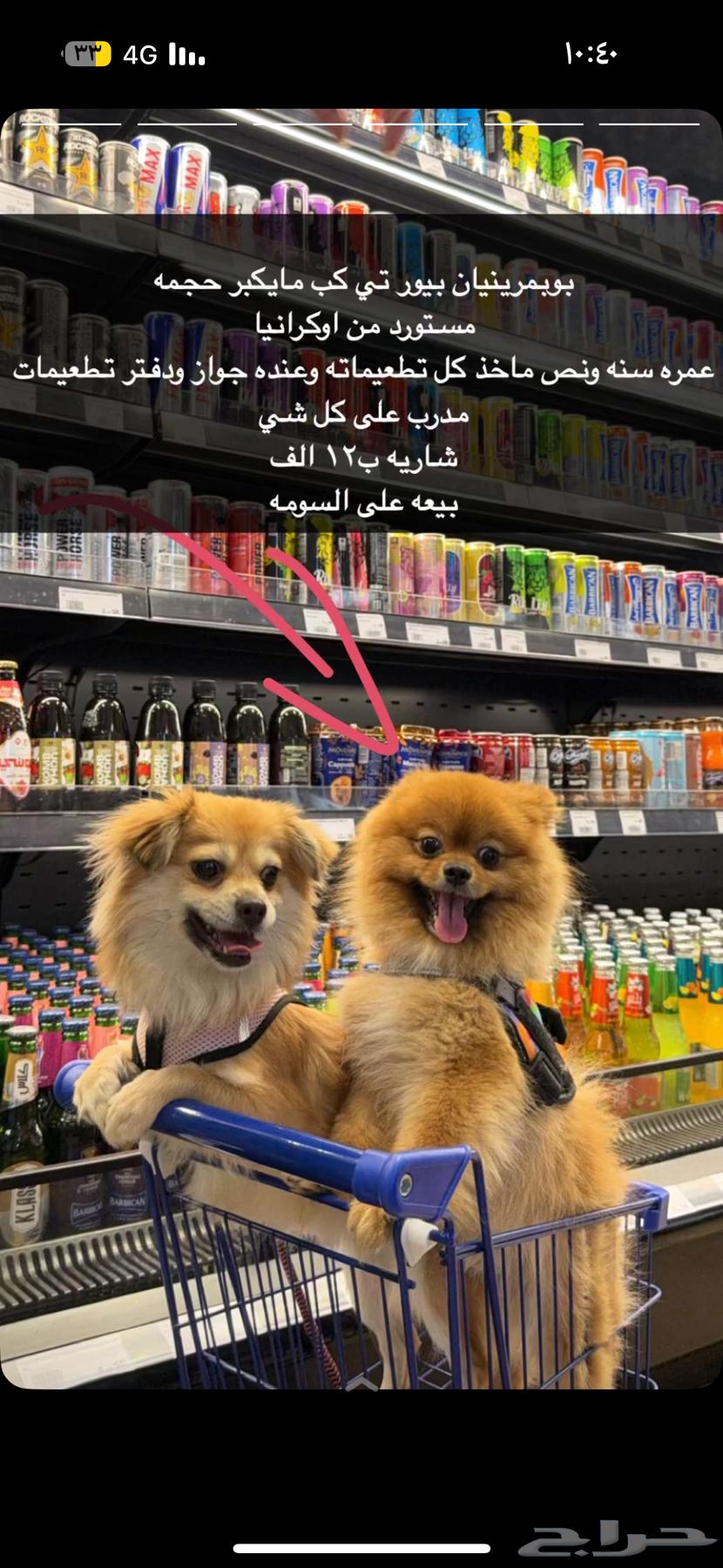 كلبين للبيع64407126638977110