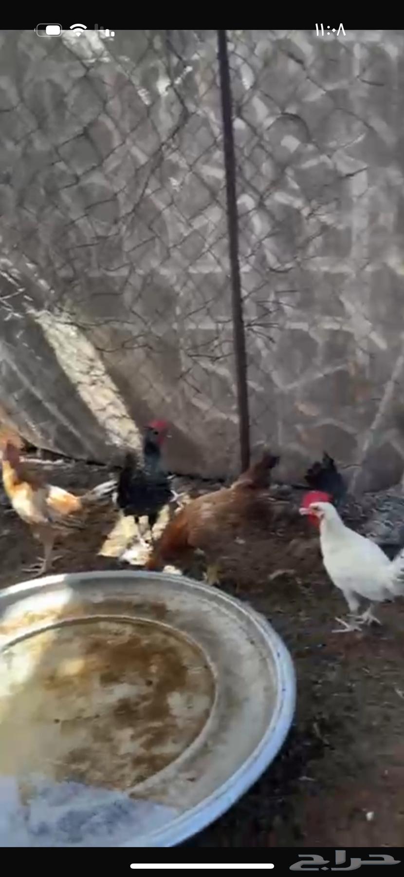 للبيع ديوك العدد 3464407558961282114