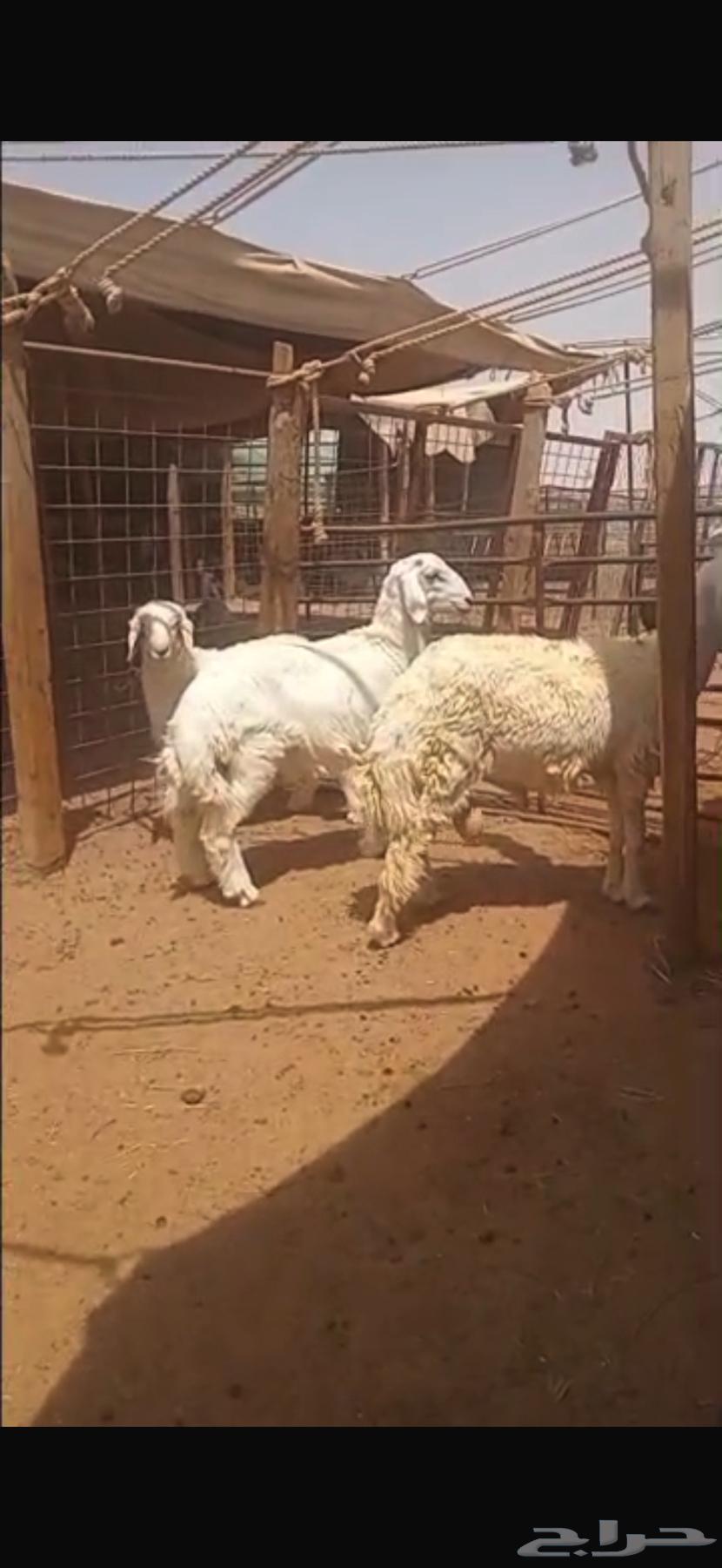 Sheep Slaughter Fresh64407628412675111