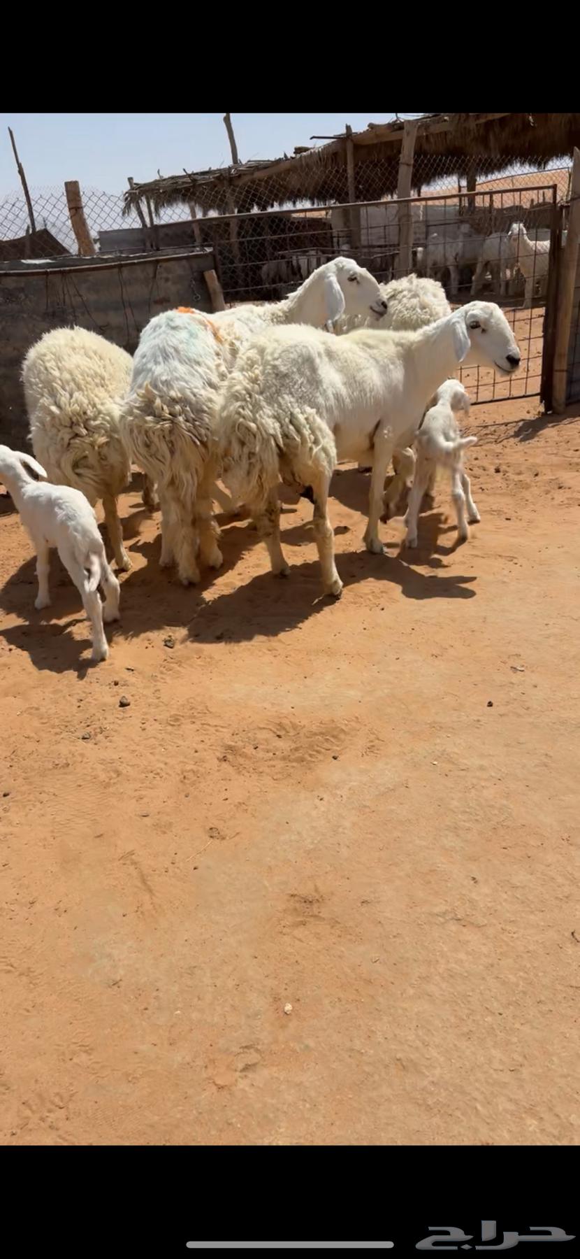 تم البيع64407182413058113