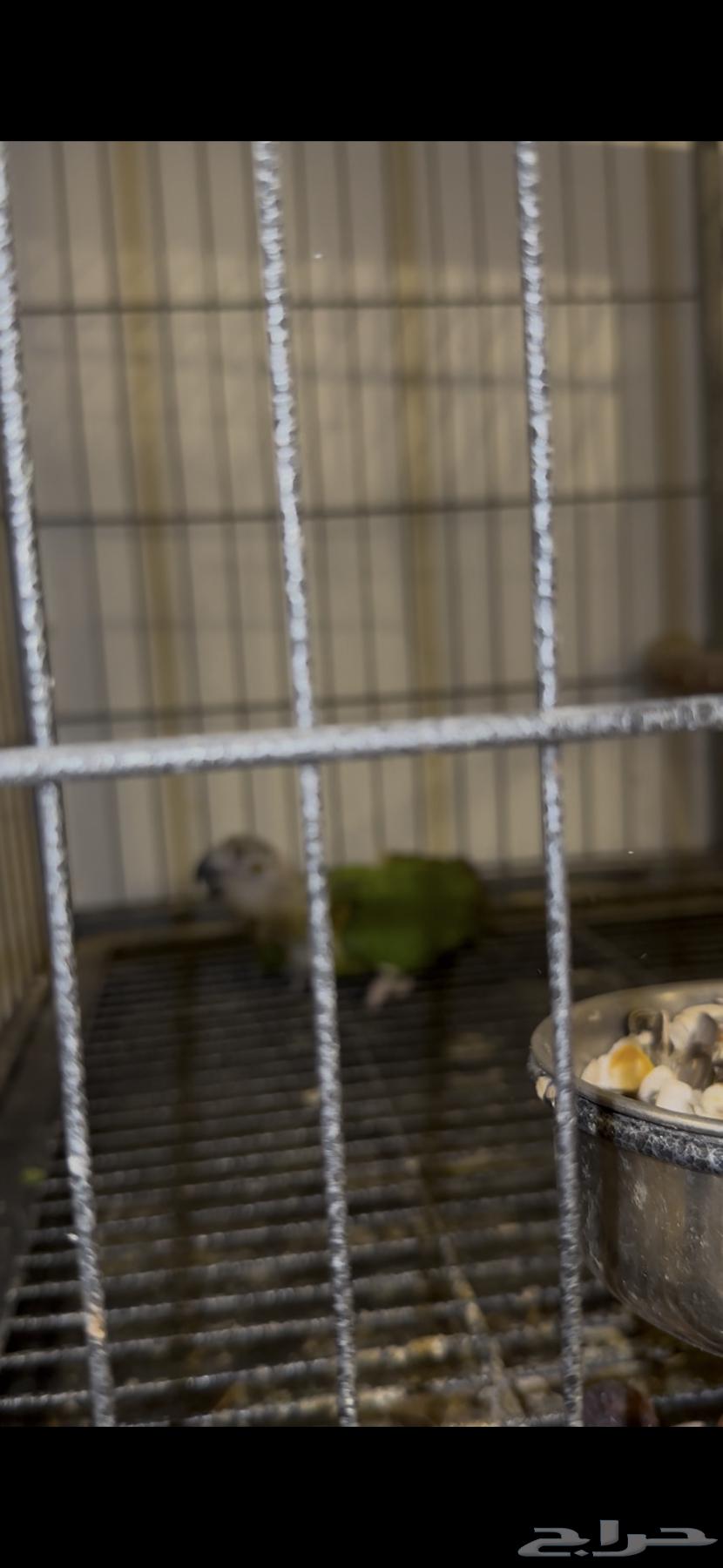 زوج ببغاء سنغالي منتج64410087822083112