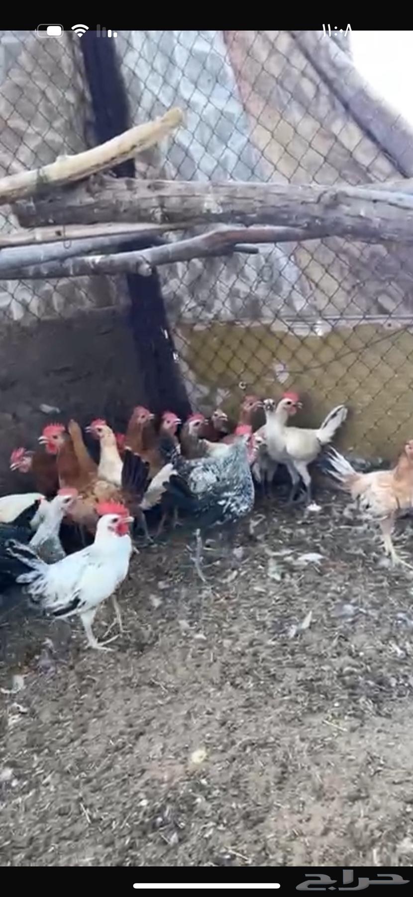 للبيع ديوك العدد 3464407558961282112