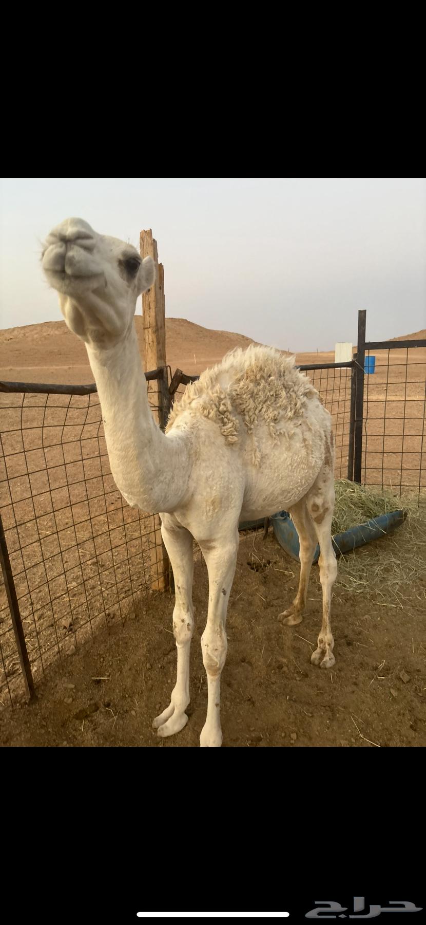 حاشي قصب64410032205569111