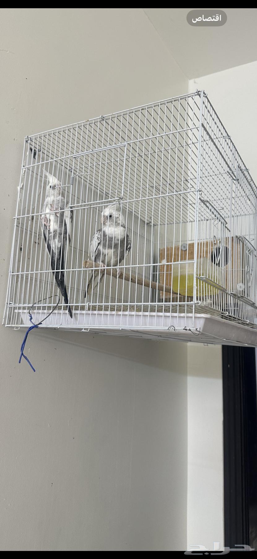 طيور للبيع64408975265281110