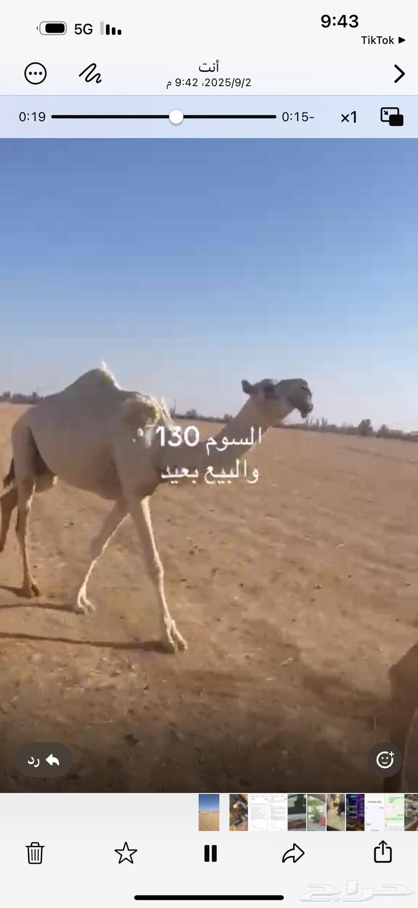 Three tribes and a she-camel64411392671491110