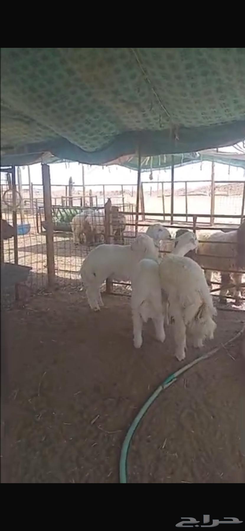 Sheep Slaughter Fresh64407628412675110