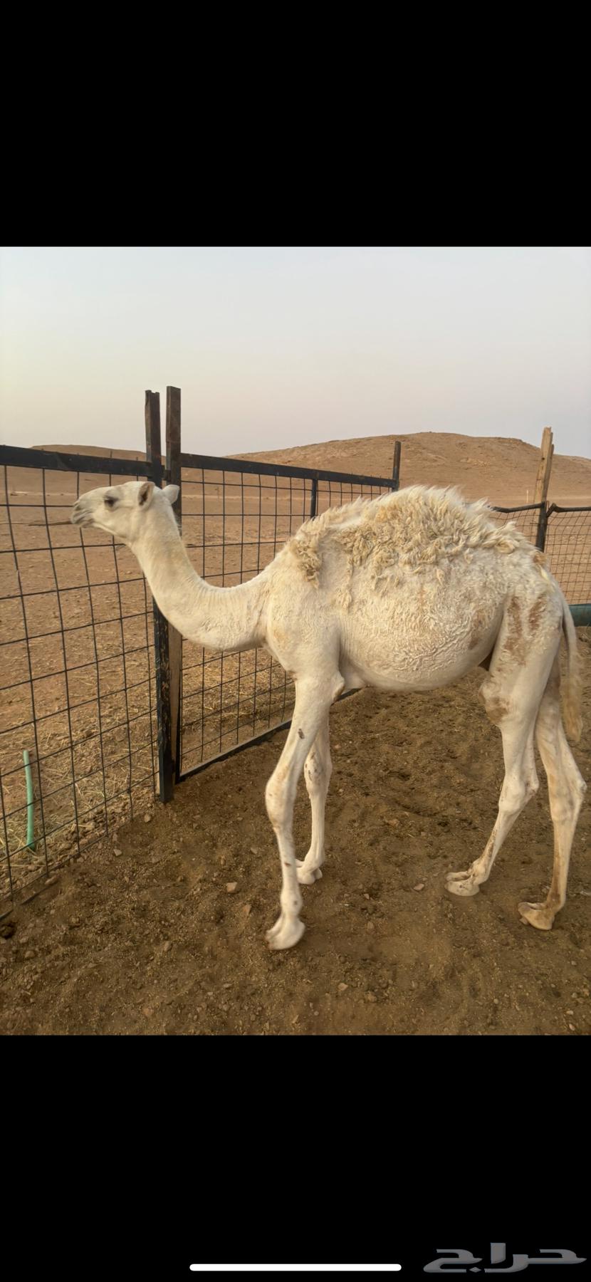 حاشي قصب64410032205569110