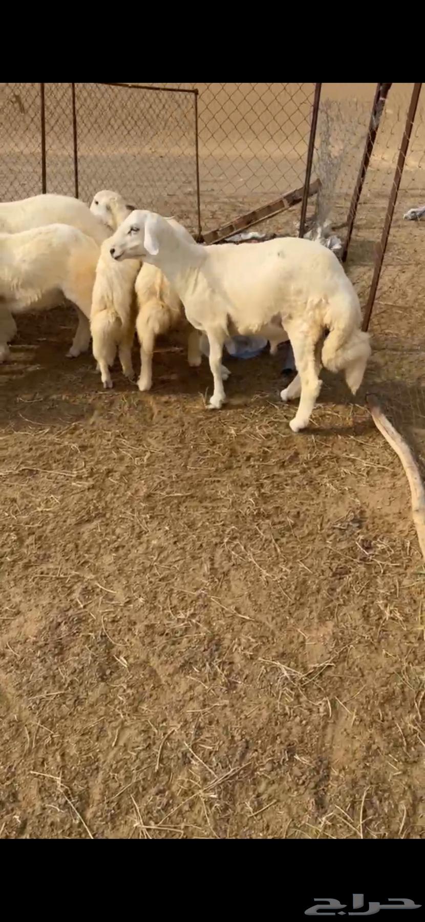 طليان حريه للبيع العدد16(تم البيع)64405638546562114