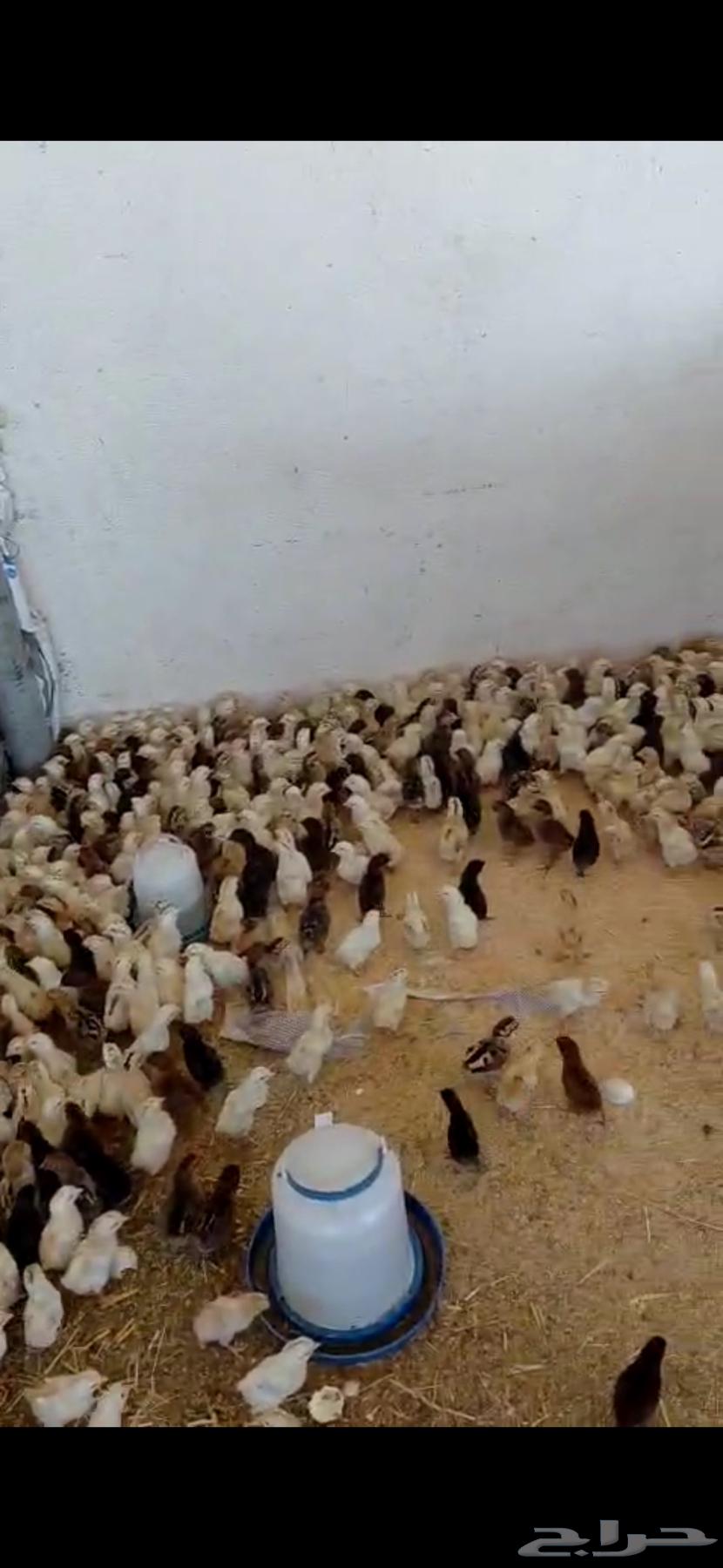 صوص بلدي (( تم البيع ))64409338769922110