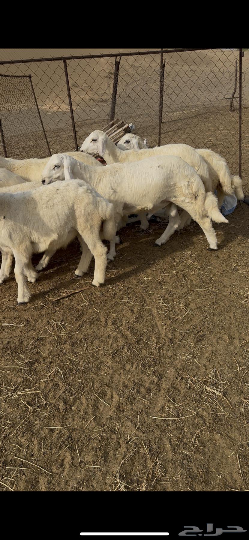 طليان حريه للبيع العدد16(تم البيع)64405638546562111