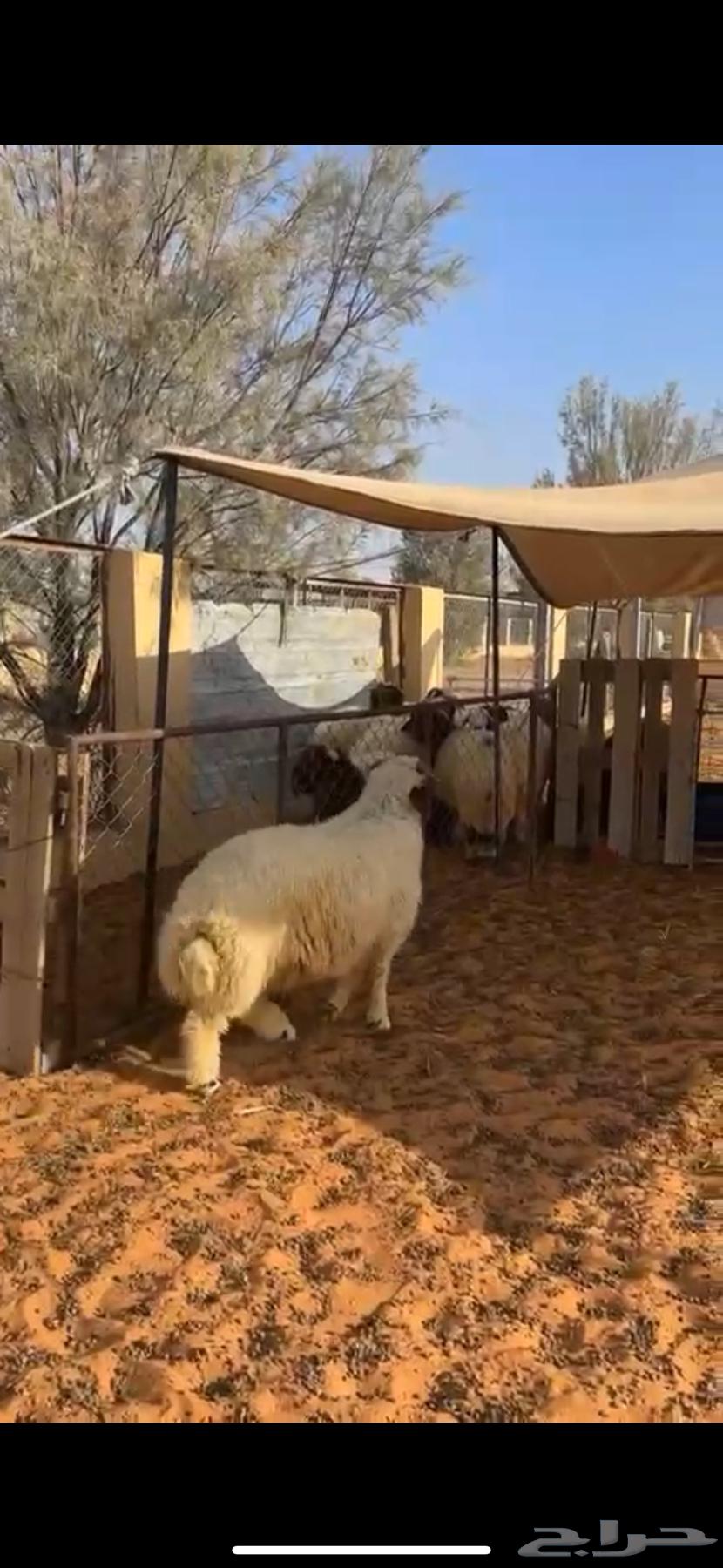 خروف طيب عمره 6 شهور ونص طيب ظهره فل64407196465409110