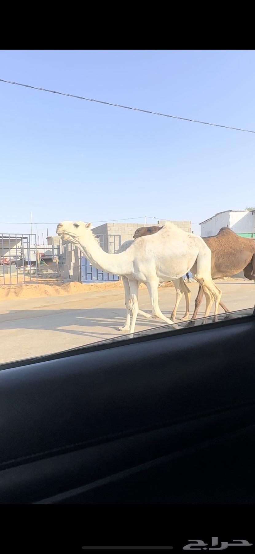 بكار ثنتين. تم البيع64411433273602111