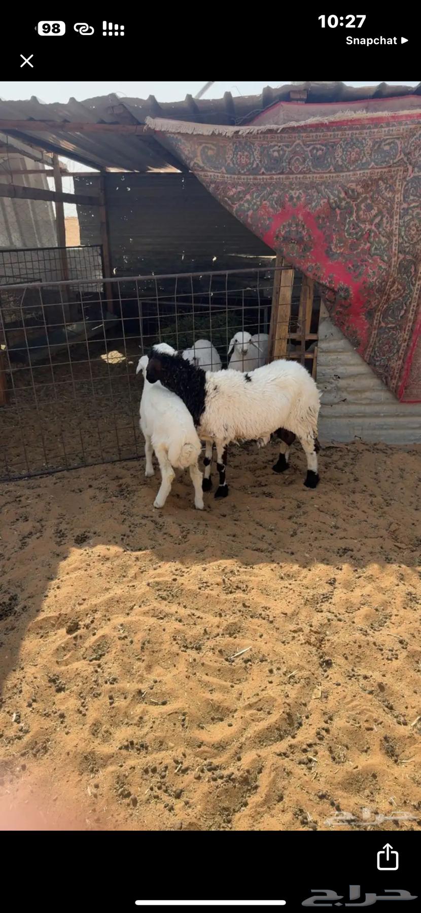 For sale, a hybrid Shah Rafidi camel64408751572867110