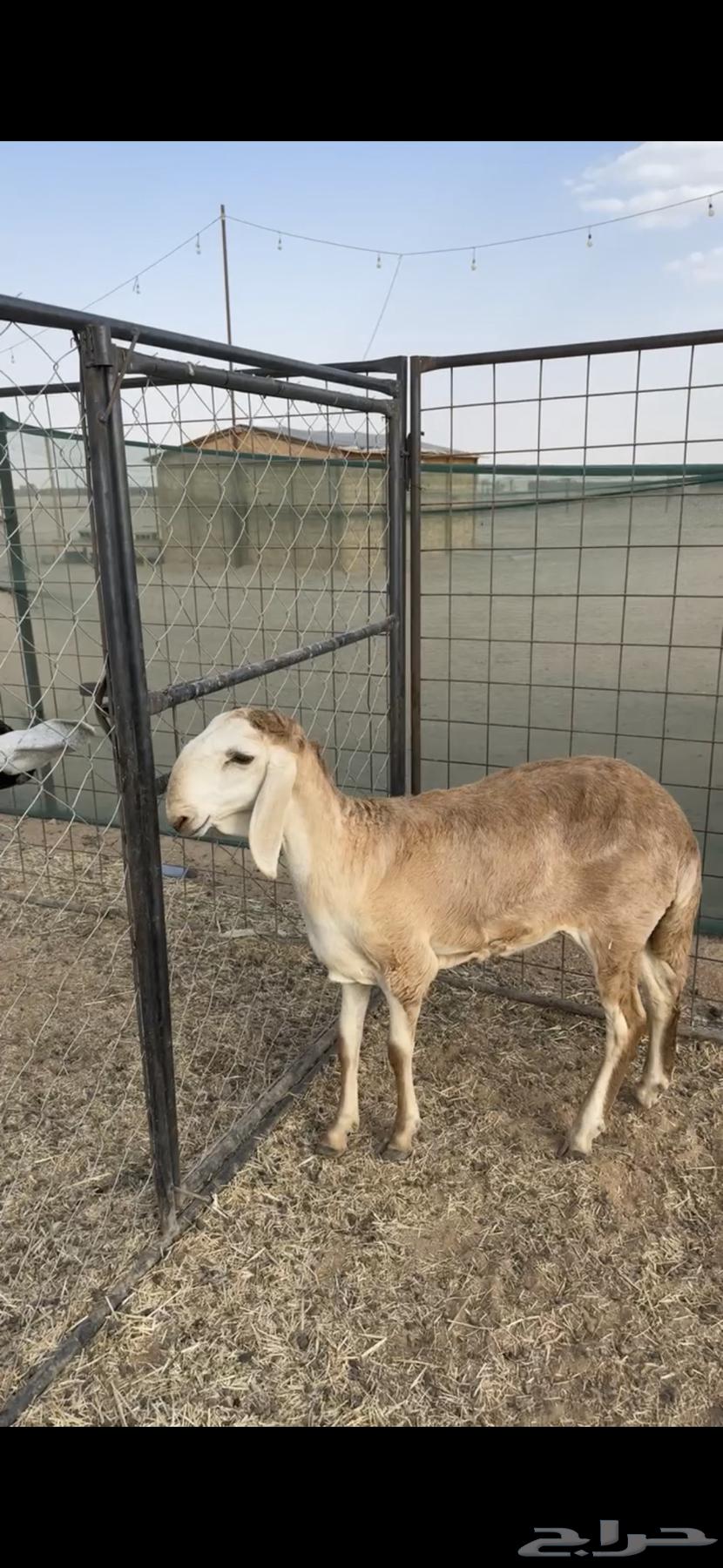 Local palm tree trunk variety64410867270530110