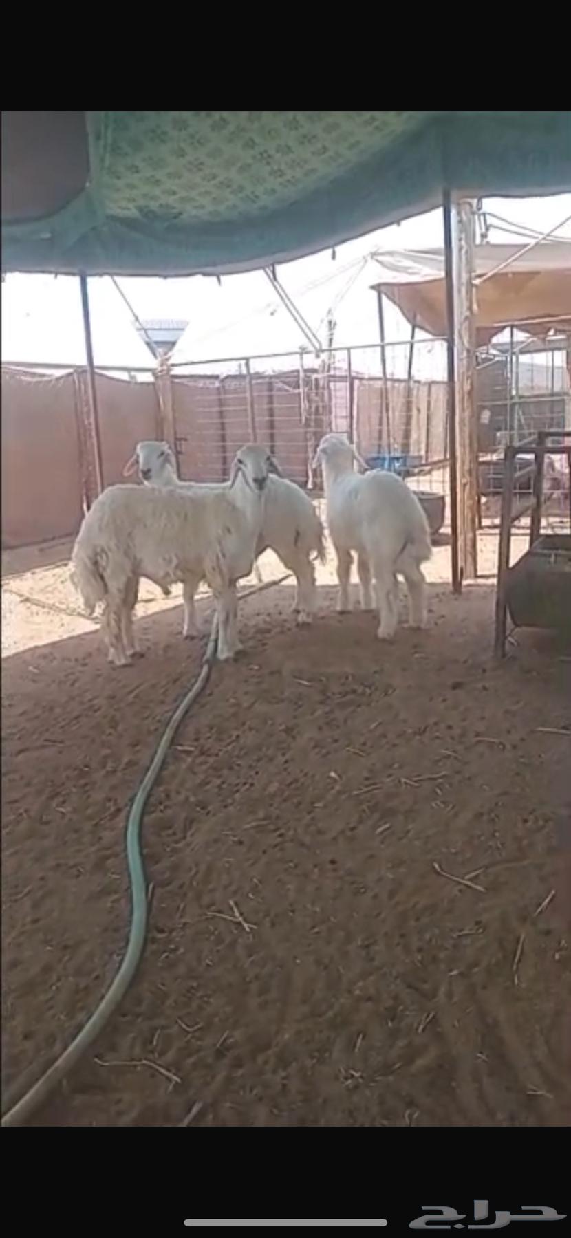 Sheep Slaughter Fresh64407628412675112