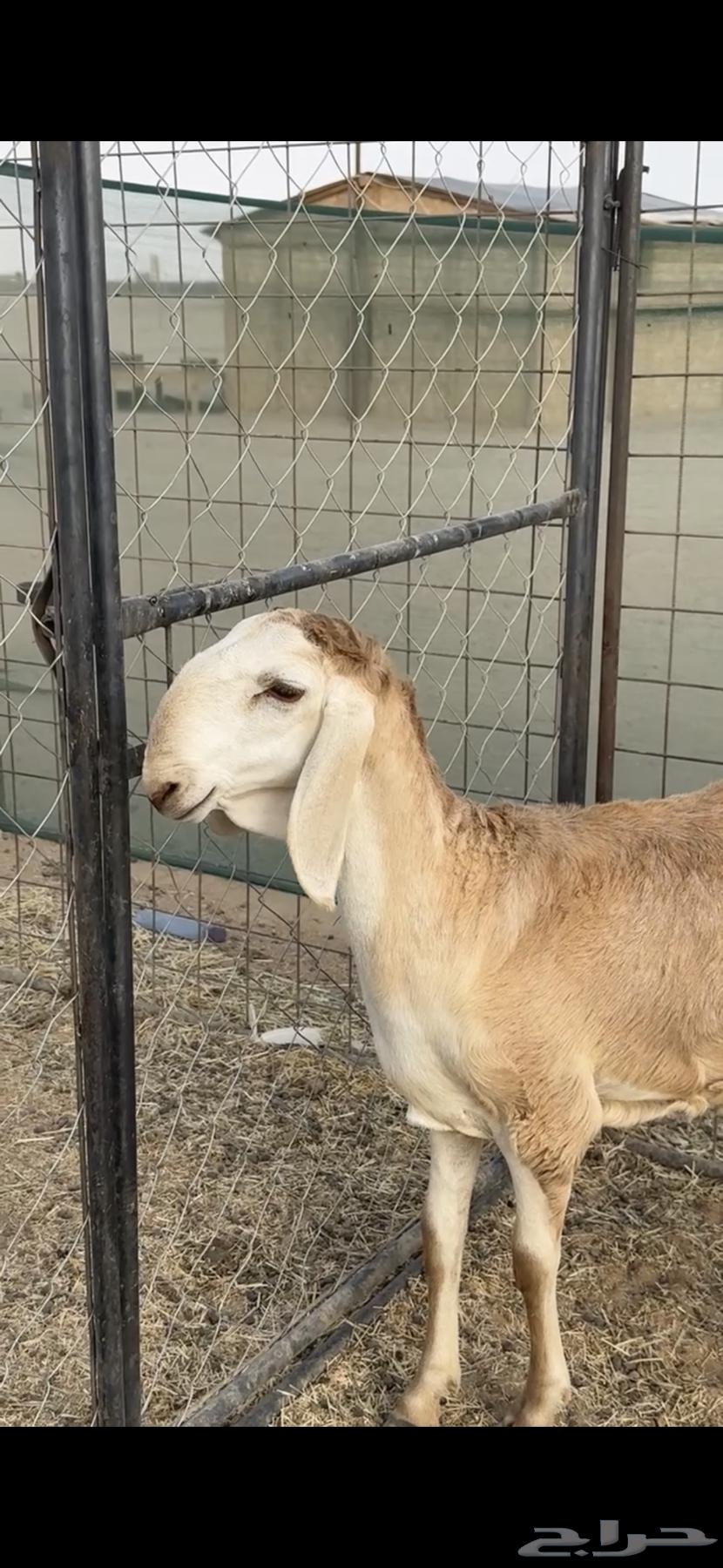 Local palm tree trunk variety64410867270530112