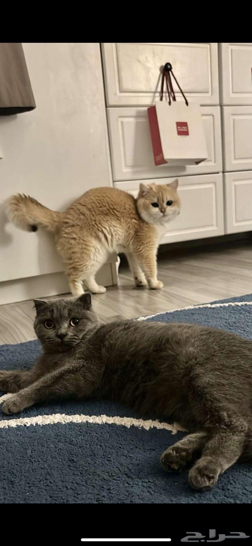 قط بريتش بيور مستورد BRL ny12 للبيع64408892121219113