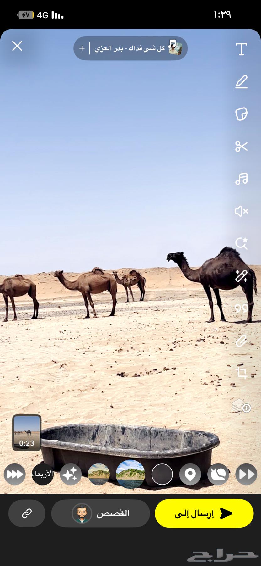 نياق للبيع العدد 464407839039617112