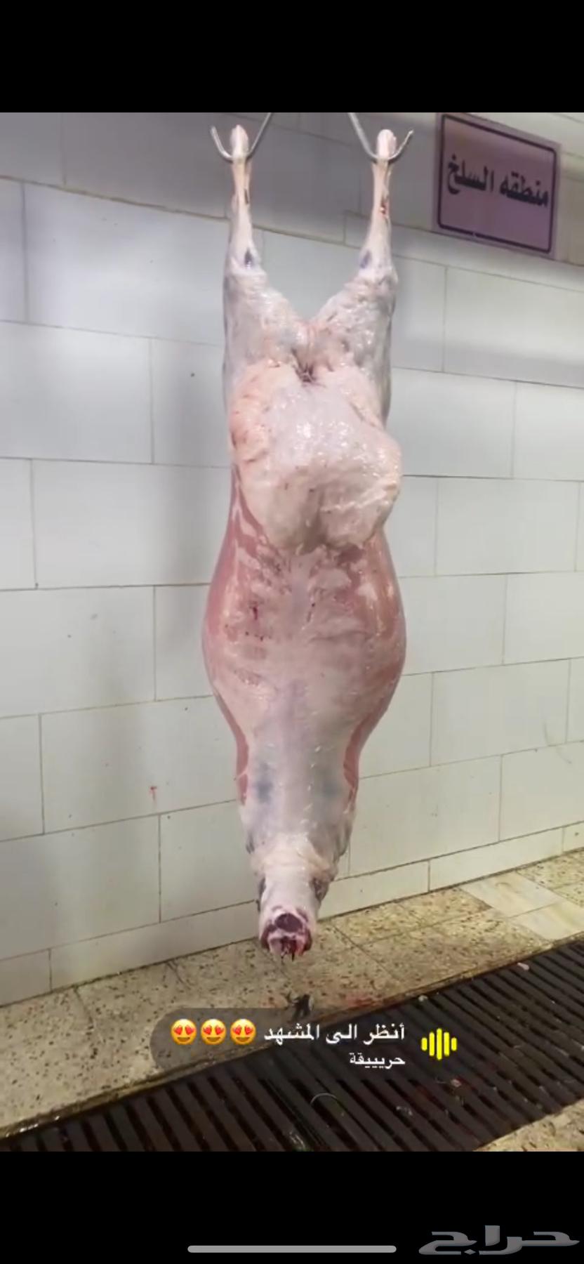 طليان جبره كبار64406820888961112