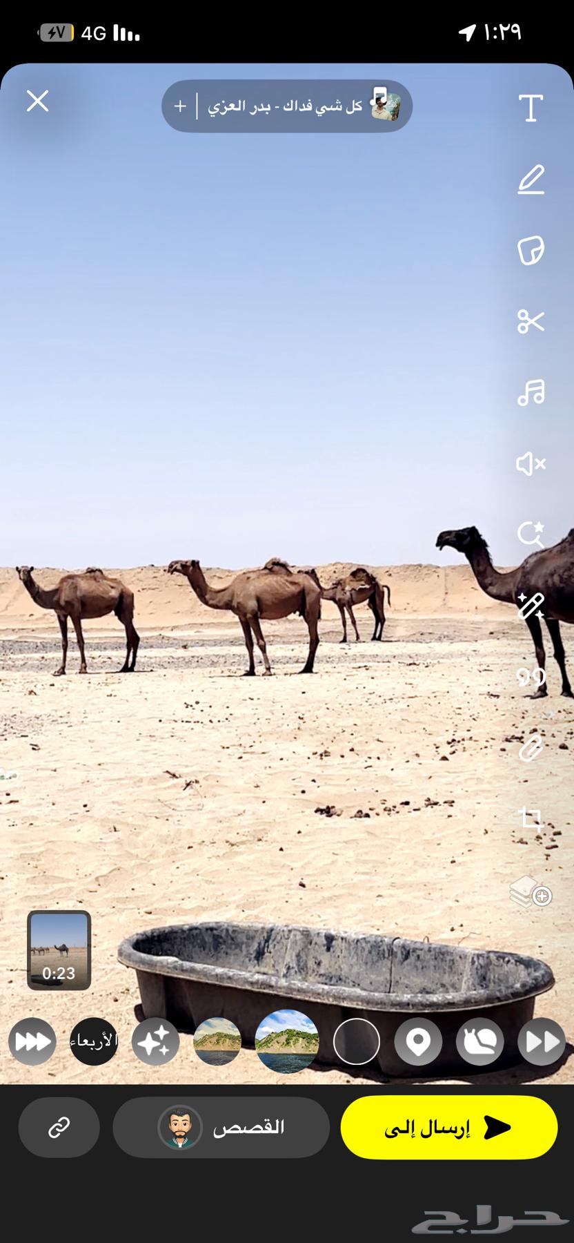 نياق للبيع العدد 464407839039617110