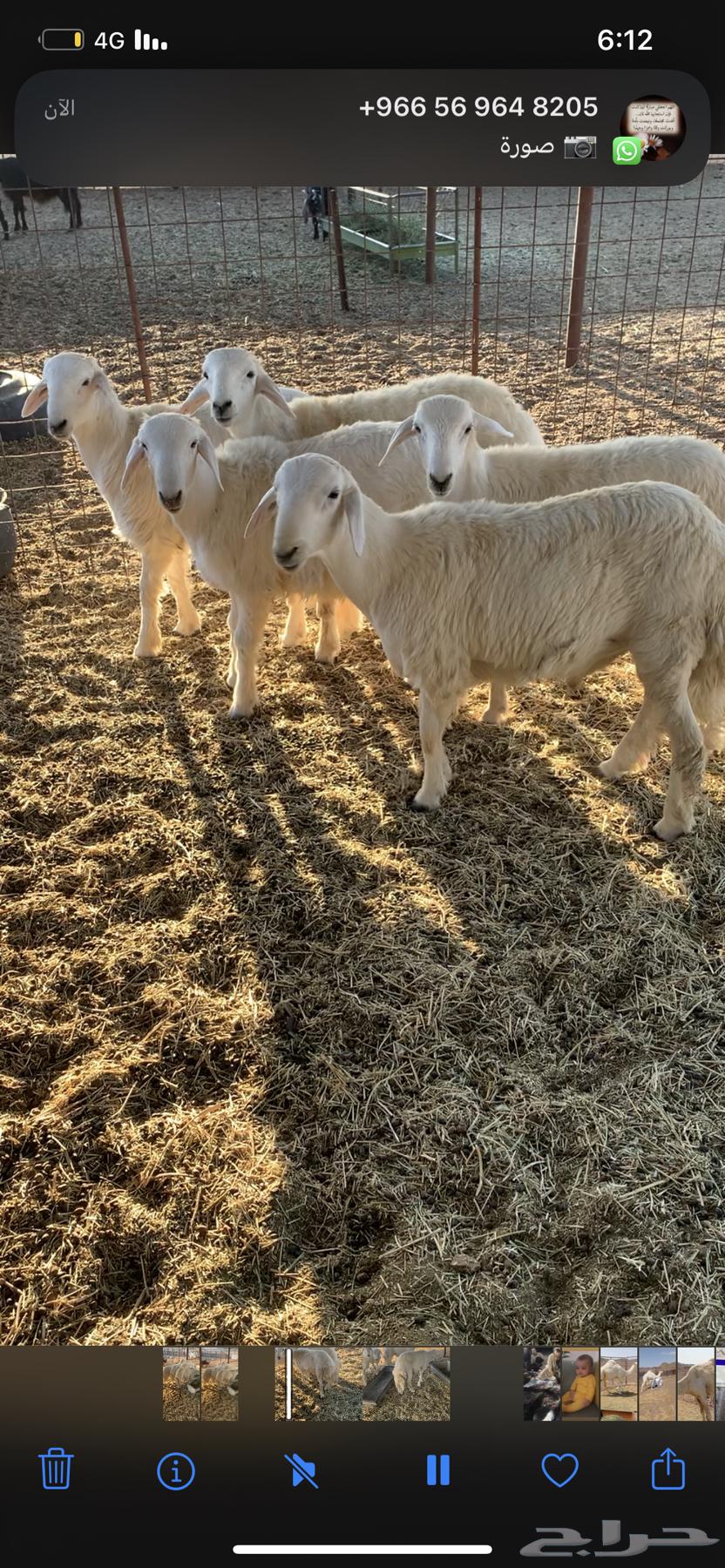 طليان العدد 5نظيفه ومشروطه64409782477443110