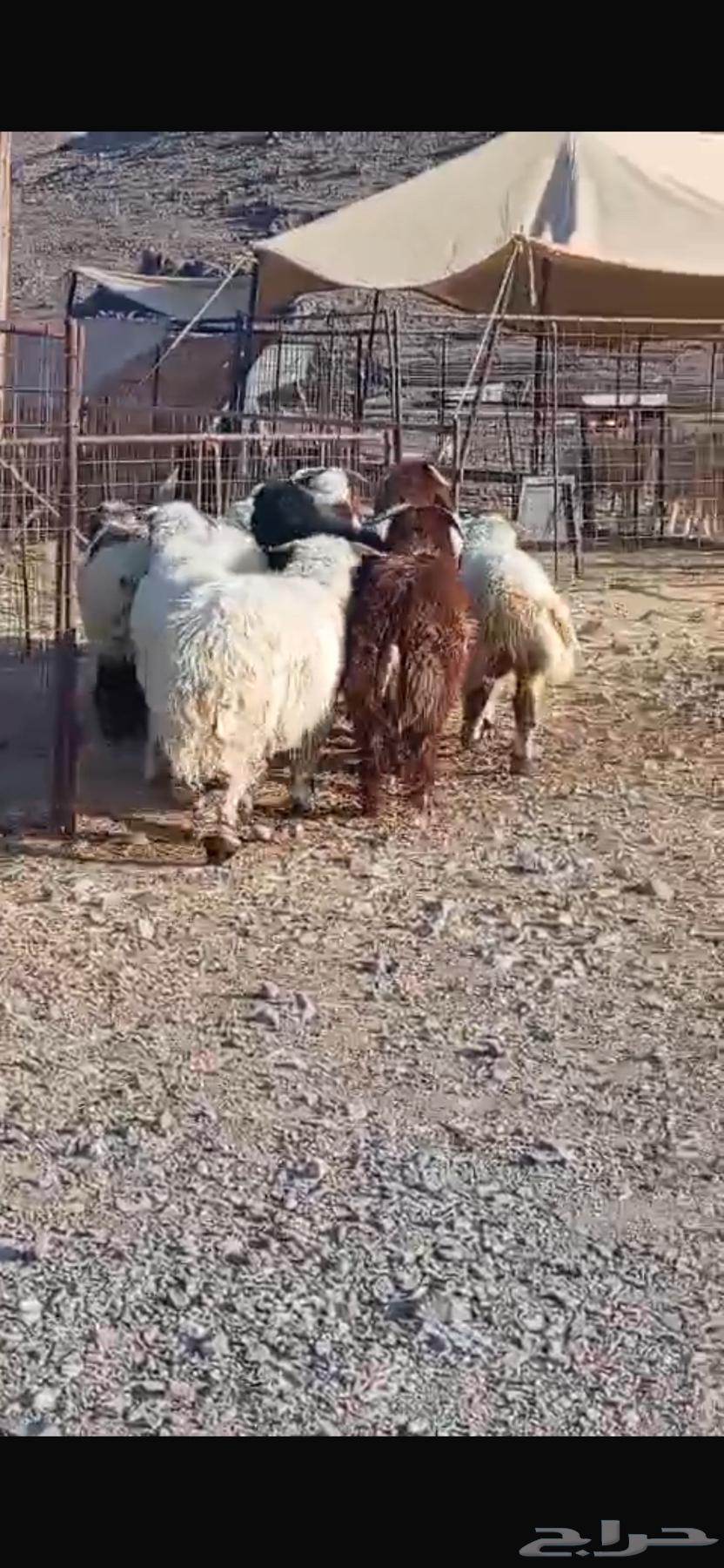 Naaim Sheep64406417084035111