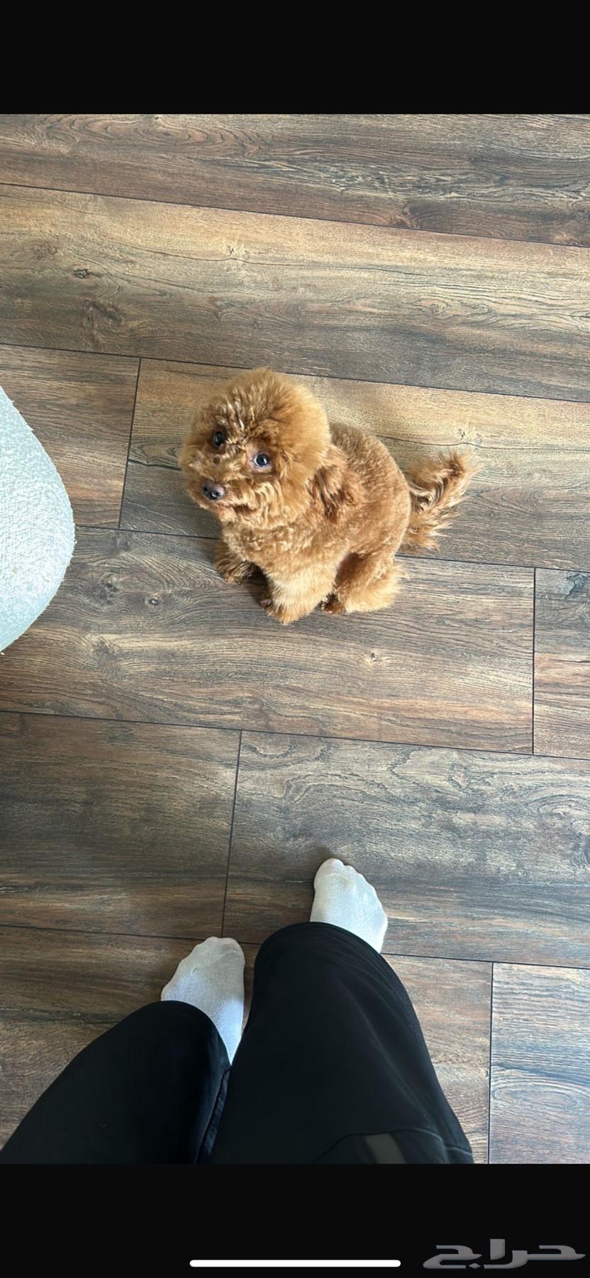 للبيع أنثى Toy Poodle مدربة وأليفة64410609465729110