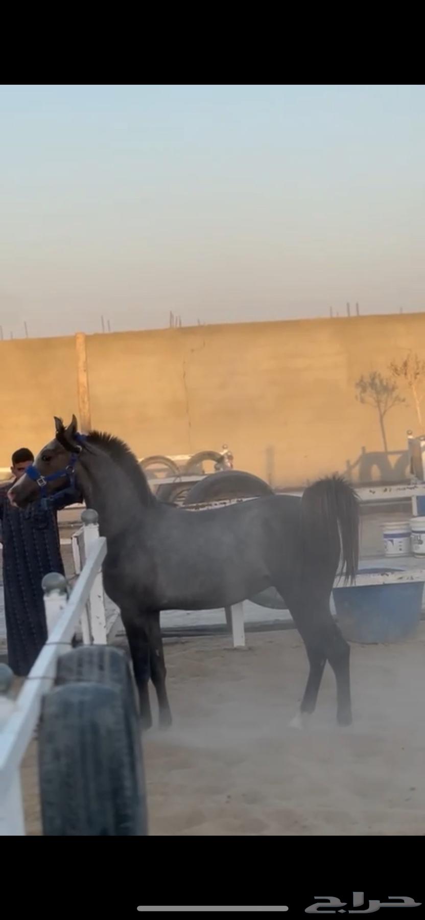 مهر عربي مزيييون بكامل اوراقه64408287074051112