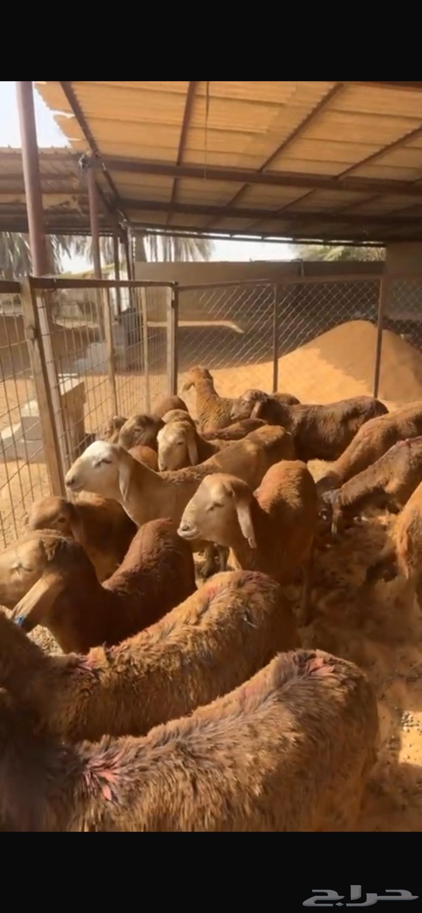 للبيع سواكن حمري تربيه ( تم البيع )64405902339971111