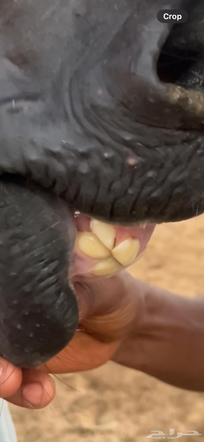 Luxurious and beautiful mare with a reasonable price64406054675329113