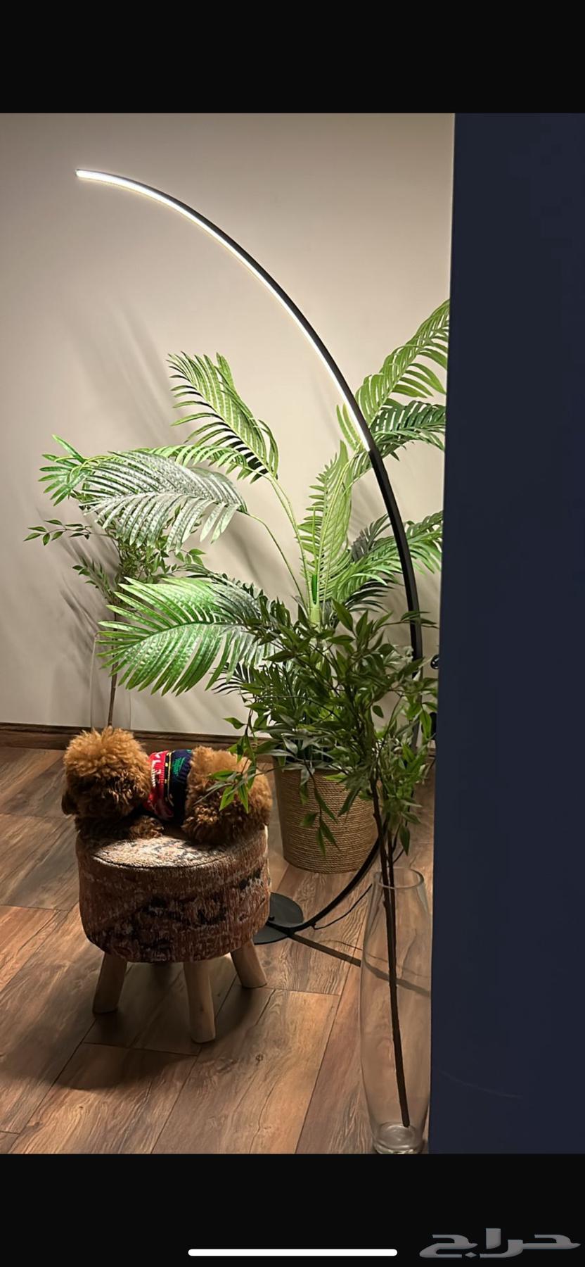 للبيع أنثى Toy Poodle مدربة وأليفة64410609465729112